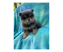 One male and one female 7-week-old Pomeranian puppies for sale