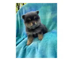 One male and one female 7-week-old Pomeranian puppies for sale - 8