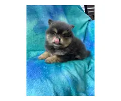 One male and one female 7-week-old Pomeranian puppies for sale - 9
