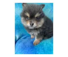 One male and one female 7-week-old Pomeranian puppies for sale - 10