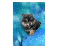 One male and one female 7-week-old Pomeranian puppies for sale - 11