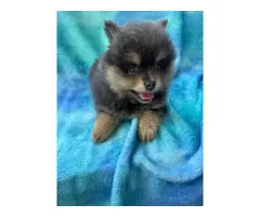 One male and one female 7-week-old Pomeranian puppies for sale - 12