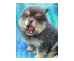 One male and one female 7-week-old Pomeranian puppies for sale - 13