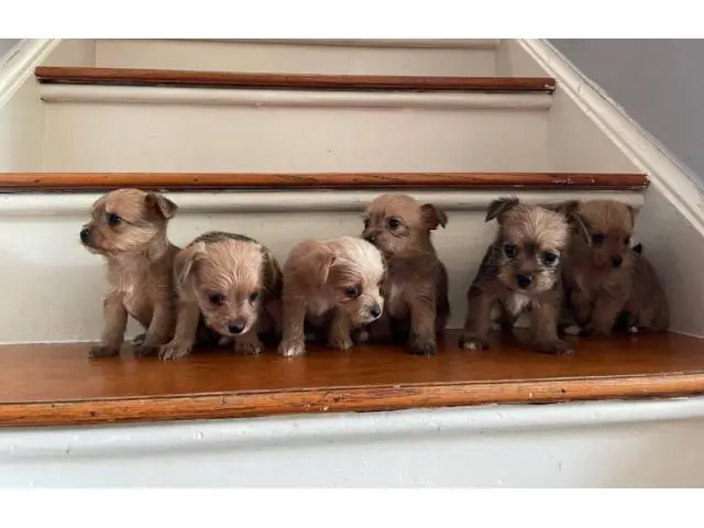 Chorkie puppies for sale - 3/3
