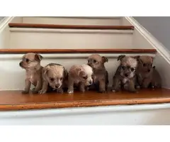 Chorkie puppies for sale - 3