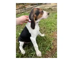 Stunning Treeing Walker puppies for Sale