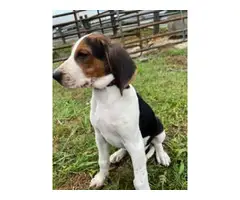 Stunning Treeing Walker puppies for Sale - 2