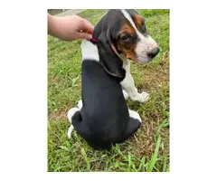 Stunning Treeing Walker puppies for Sale - 3