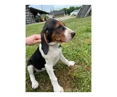 Stunning Treeing Walker puppies for Sale - 4