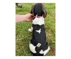 Stunning Treeing Walker puppies for Sale - 5