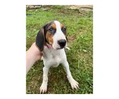 Stunning Treeing Walker puppies for Sale - 6