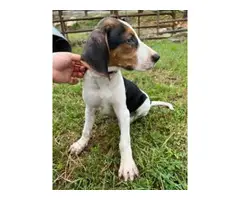 Stunning Treeing Walker puppies for Sale - 7