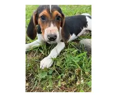 Stunning Treeing Walker puppies for Sale - 9