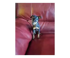 9 weeks old Minpin puppies for sale