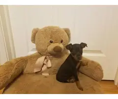 9 weeks old Minpin puppies for sale - 3