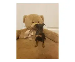 9 weeks old Minpin puppies for sale - 4