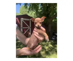 Pure Chihuahua Puppies