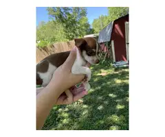Pure Chihuahua Puppies - 6
