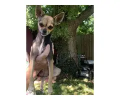 Pure Chihuahua Puppies - 8