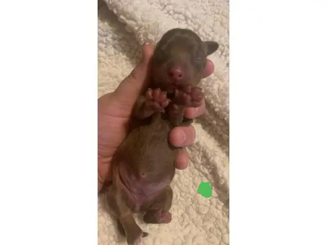 3 males and 3 females Dachshund babies - 2/7