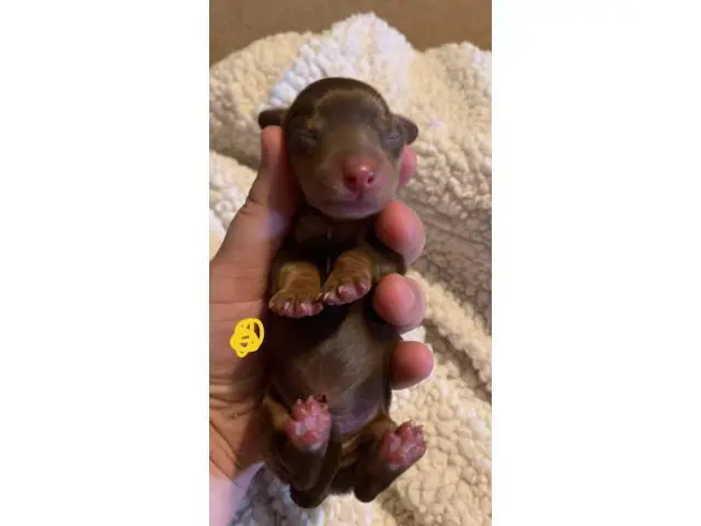 3 males and 3 females Dachshund babies - 5/7
