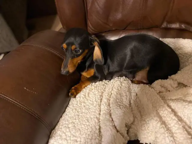 3 males and 3 females Dachshund babies - 7/7
