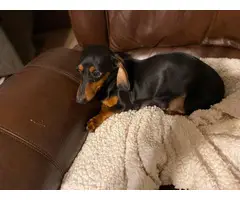 3 males and 3 females Dachshund babies - 7