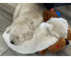 2 AKC white golden retriever puppies - 8