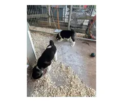 2 Akita puppies left - 5