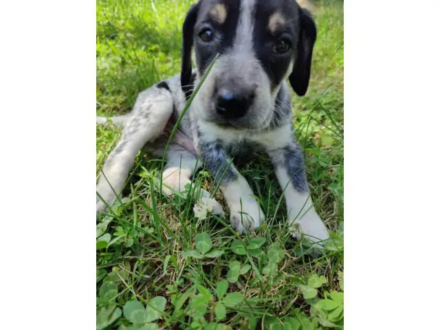 Bluetick coonhound male puppy needing a new home - 3/5