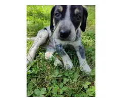 Bluetick coonhound male puppy needing a new home - 3