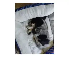 Bluetick coonhound male puppy needing a new home - 4