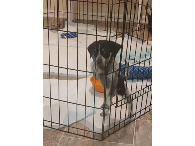 Bluetick coonhound male puppy needing a new home - 5/5
