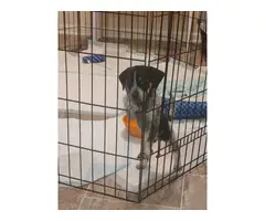 Bluetick coonhound male puppy needing a new home - 5