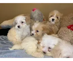 Cockapoo puppies - 3 girls and 2 boys