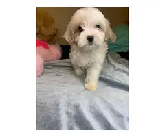 Cockapoo puppies - 3 girls and 2 boys - 6