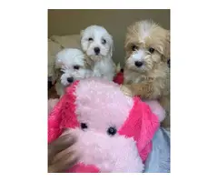 Cockapoo puppies - 3 girls and 2 boys - 7