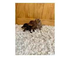 3 female miniature dachshund puppies for sale