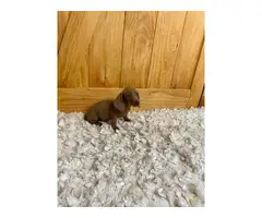 3 female miniature dachshund puppies for sale - 2