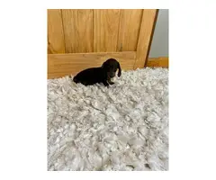 3 female miniature dachshund puppies for sale - 3