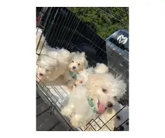 Maltese Puppies - 3