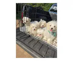 Maltese Puppies - 4