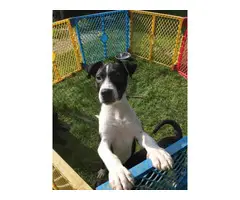 3 male pitbull lab mix puppies rehoming - 2