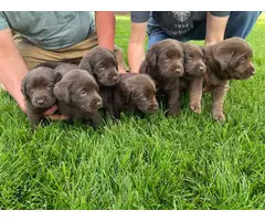 AKC registered chocolate lab puppies for sale