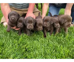 AKC registered chocolate lab puppies for sale - 2