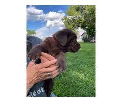 AKC registered chocolate lab puppies for sale - 3