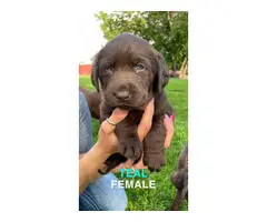 AKC registered chocolate lab puppies for sale - 4