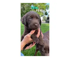 AKC registered chocolate lab puppies for sale - 5