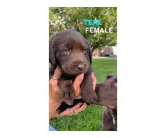 AKC registered chocolate lab puppies for sale - 6