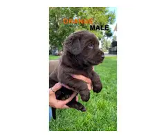 AKC registered chocolate lab puppies for sale - 7